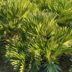 Palmička nízka (Chamaerops Humilis) - výška kmeňa 10-20 cm, celková výška 60-80 cm, kont. C15L  (-14°C) - 3 až 5 paliem v jednom kvetináči